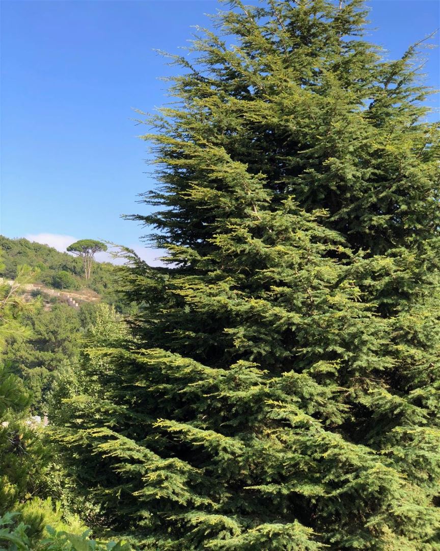 It’s only a 20-year old baby cedar, but it looks all grown-up.  backyard ... (Dayr Al Qamar, Mont-Liban, Lebanon)