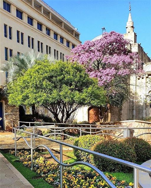Jardim Municipal de Beirute também dá as boas vindas à primavera - por @mir (Beirut Municipality بلدية بيروت)