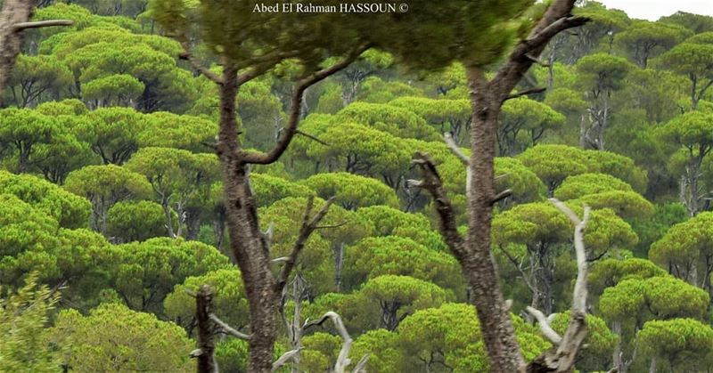 Jezzine's pines 🌳 jezzine  livelovejezzine   جزين   Lebanon   forest ... (Jezzîne, Al Janub, Lebanon)