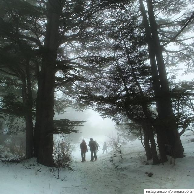 Join ProMax this Sun.Jan 13 to Tannourine Forest Reserve Snowshoeing 🍃 ... (Arz Tannoûrîne)