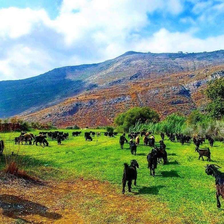 🌲🌲🌲🌲🌲🌲🌲🌲🌲🌲🌲🌲🌲🌲Join ProMax to Bisri hike tomorrow... (Khirbat Bisri, Mont-Liban, Lebanon)
