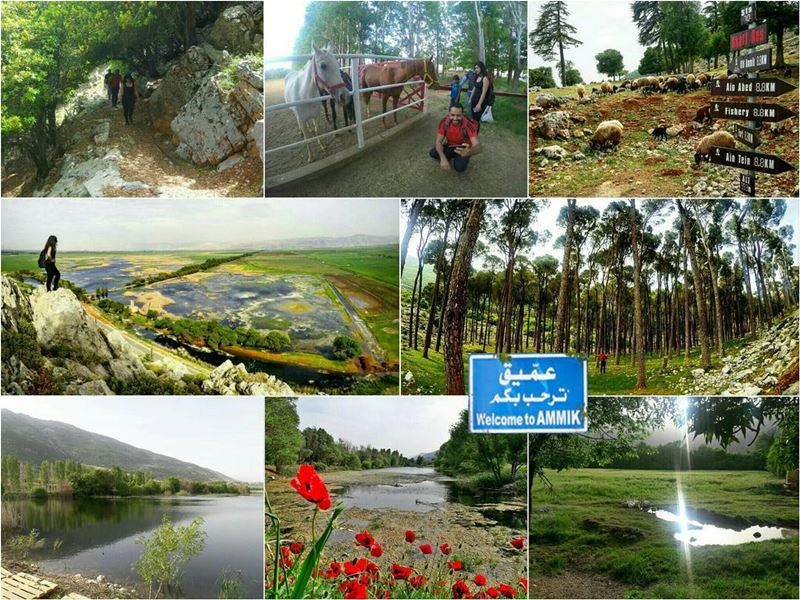 Join us this Thursday 25 May to have the chance to  hike the largest... (`Ammiq, Béqaa, Lebanon)