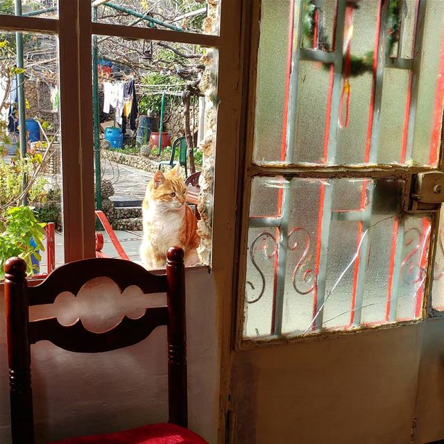 Just checking-out the visitors.  interiors  homesweethome🏡 ... (Dayr Al Qamar, Mont-Liban, Lebanon)
