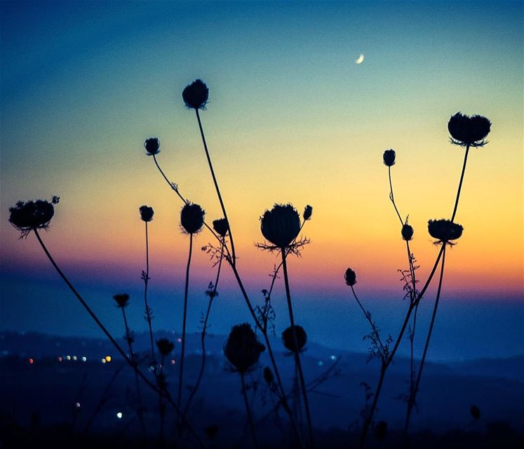 Just like magic .  Lebanon  sunset  mountains  flower  silhouette  nature ...