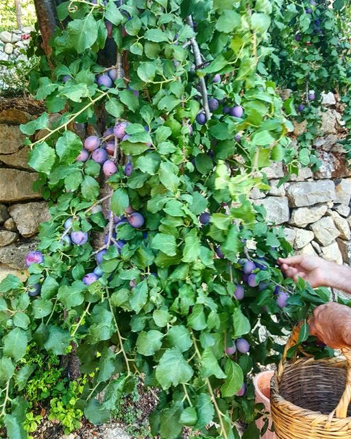Just picking prunes  prunes  prunetree  tree  garden  beiteddine  chouf ...