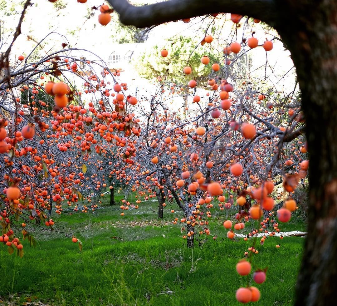 Kaki trees in North Lebanon 🇱🇧 •• kaki  persimmon  fruits ... (North Governorate)