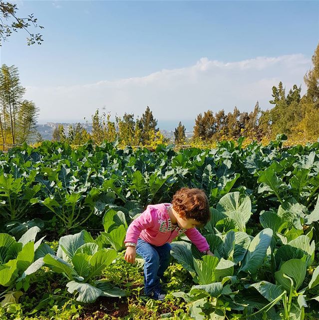 Kale, cabbage, cauliflower, broccoli and a cute little baby girl grow... (Joûn, Liban-Sud, Lebanon)