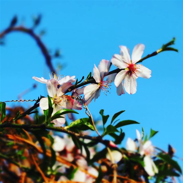 Keep blooming !!  Goodmorning  bonjour  Lebanon  Liban  nature  flower ... (Dalhoun-دلهون)