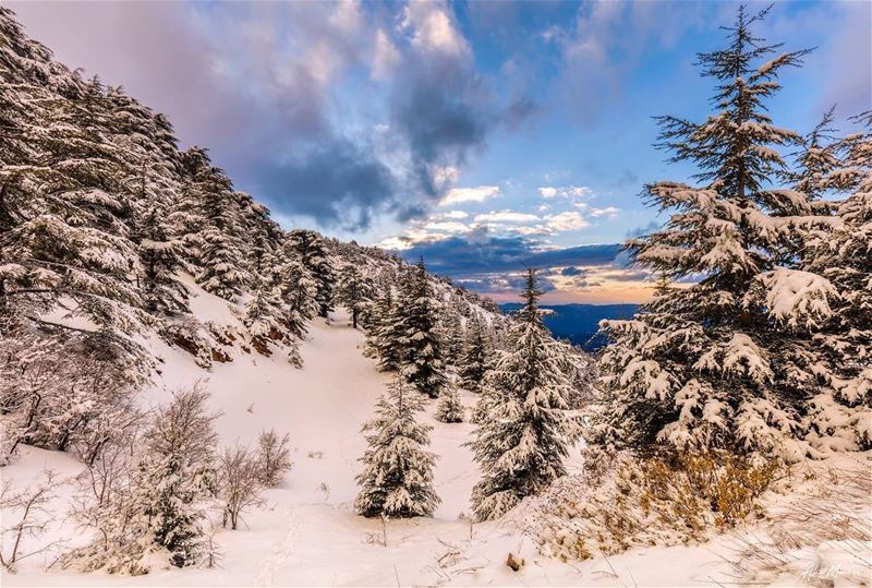 Kingdom of snow.. snow  nature  shouf  lebanon  sunset  cedars  cedar ...