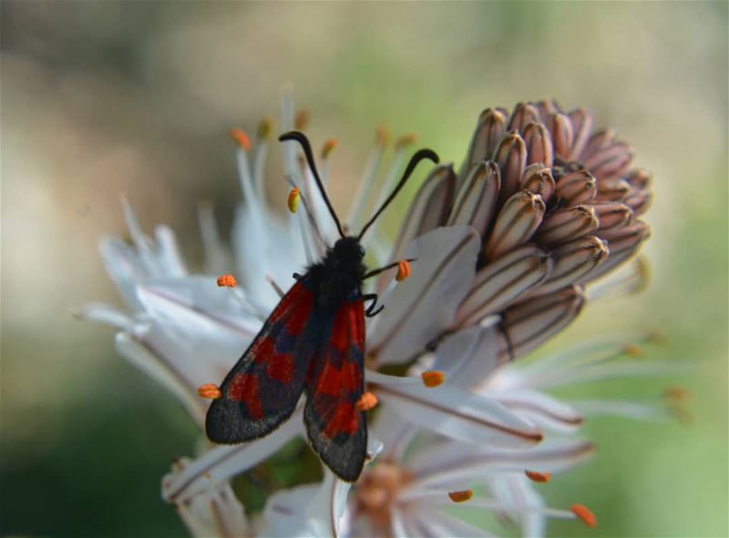 Kiss the flower Red butterfly! ❤❤  macro_brilliance  macro  globalcapture ... (Kasrouane)
