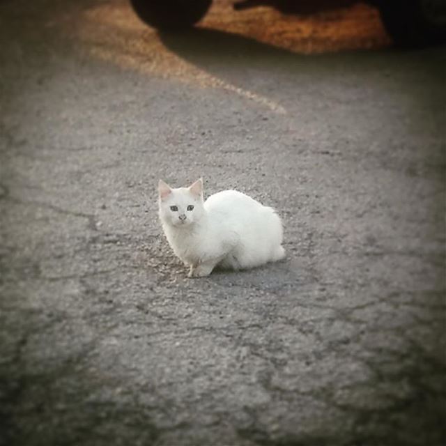  kitty  whitecat  catstagram  instacute  animals  animallover ...
