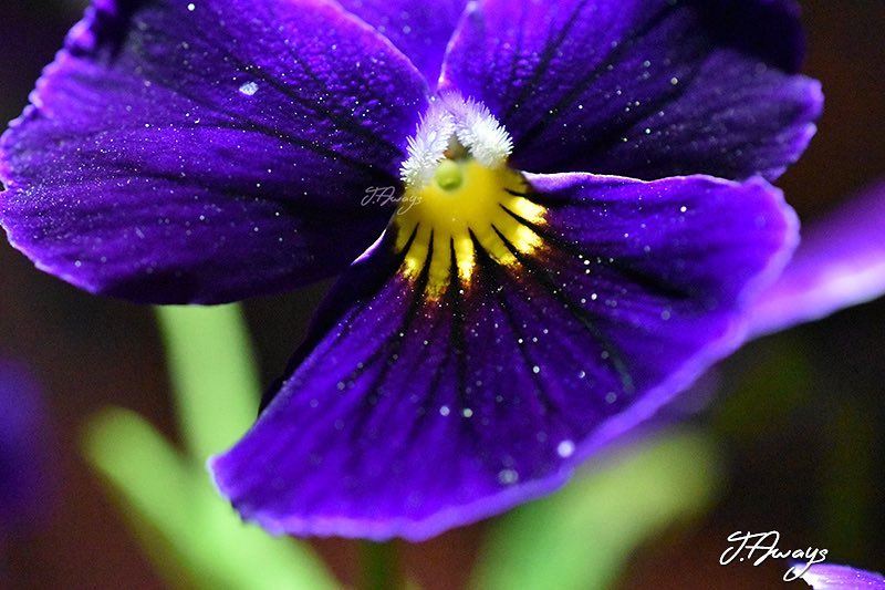 "L'âme est comme le pollen: -elle fait souvenir d'elle" (Charles de Leusse) (Chemlane, Mont-Liban, Lebanon)