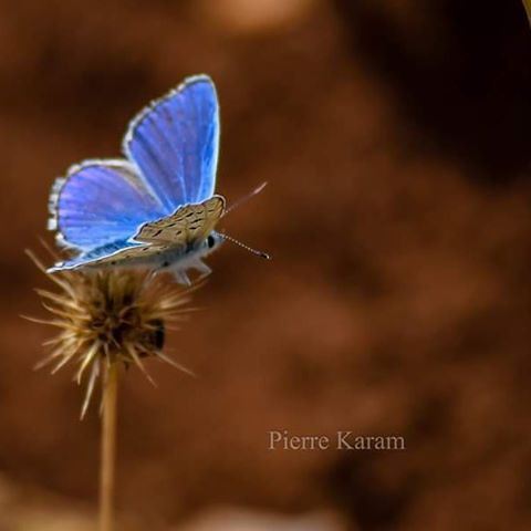  lady  butterfly  bleu  nature  lover  livelovelebanon  livelovebeirut ...