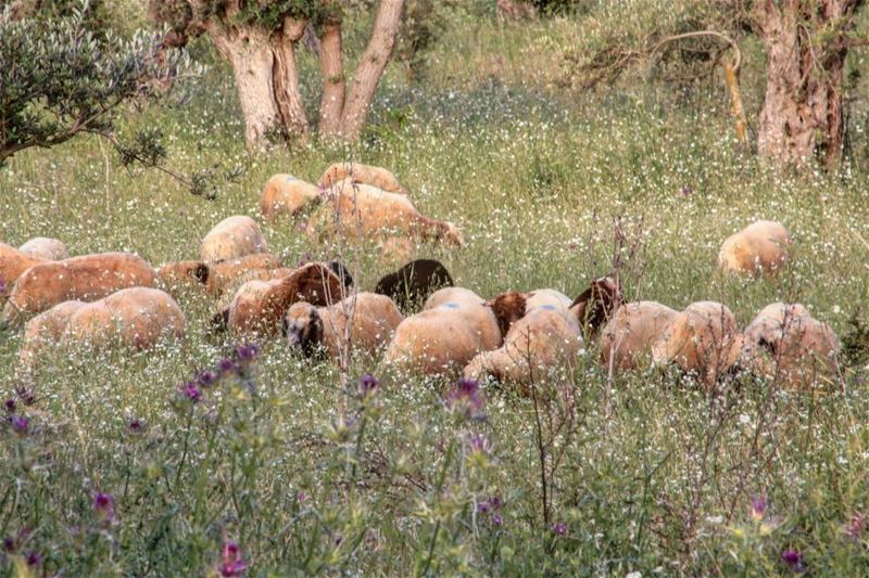 lamb  lambchops  lambrack  grilledlamb  bbqlamb  nzlamb  bbq  bbqporn ... (North Governorate)