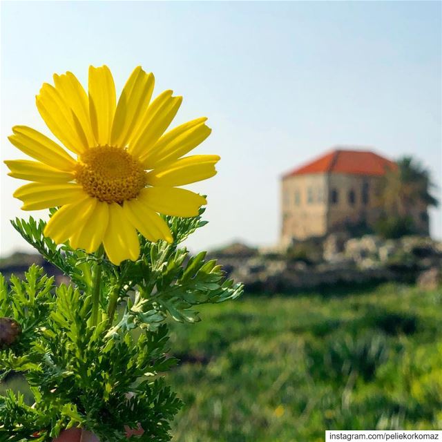  landscape  landscapephotography  landscape_lovers  landscapes  flowers ... (Jbail, Mont-Liban, Lebanon)