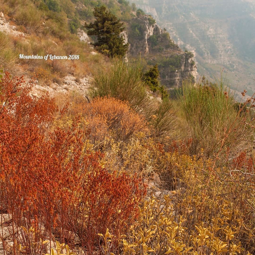 Late summer colors reds, browns and yellows! a cliff and a juniper tree... (Akoura, Mont-Liban, Lebanon)