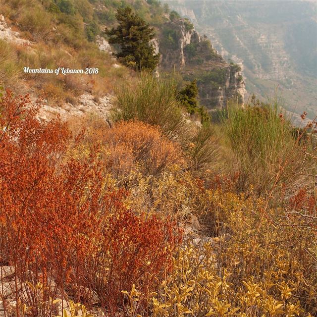 Late summer colors reds, browns and yellows! a cliff and a juniper tree... (Akoura, Mont-Liban, Lebanon)