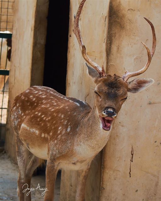  LAUGHTER is an instant vacation 😆 🦌 deer  smile  laugh  happy  joy ... (Animal City Lebanon)