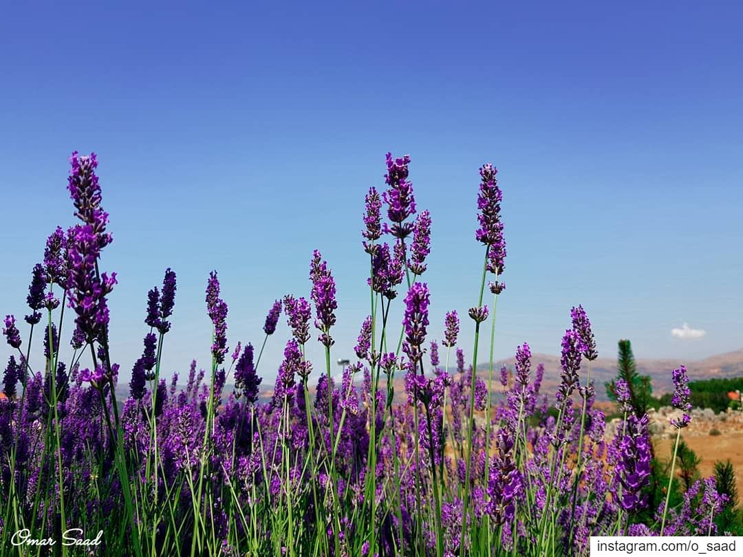 Lavender  faqra mountlebanon nature lavender o_saad sunnyday beautifulday...
