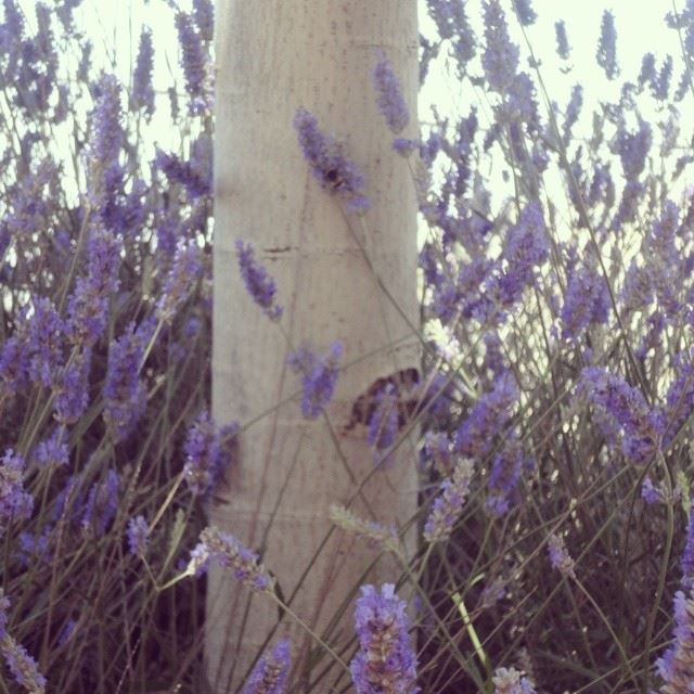 lavender mountain  nature