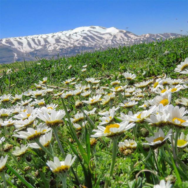 Lay back down. Sink in the moment. 🌞🏔🌼 hike  spring  grass  flowers ...