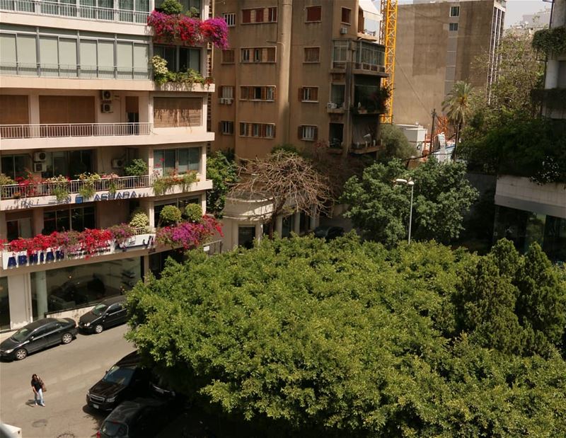 Lebanese capital is full of surprises. One day you open your office window... (Ashrafiyah, Beyrouth, Lebanon)