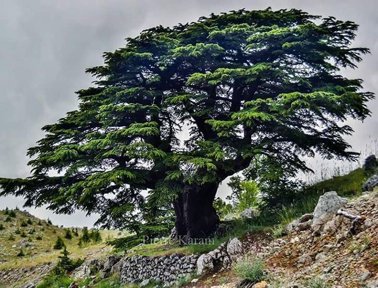  lebanese  ceader  tree  barouk  green  nature  mountain  lebanon...