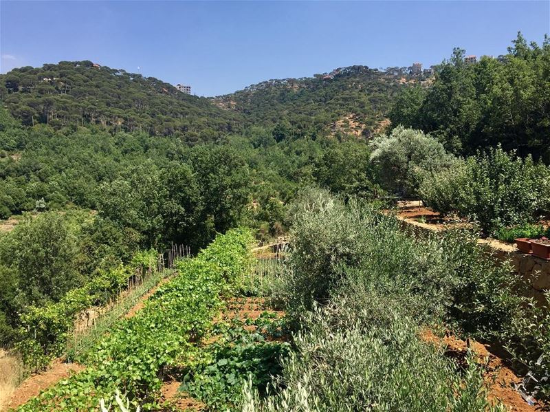 Lebanese village 🌳 lebanon  agriculture  lebanesevillage  plants ... (Dhour choueir)
