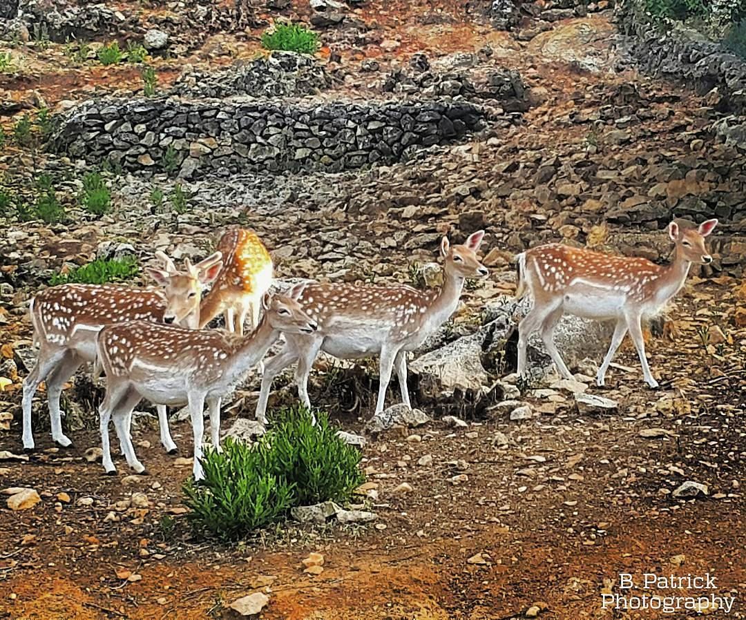 Lebanese  wildlife 🌲... reserve  lebanon  nature  wildlifeplanet ... (Beïno, Liban-Nord, Lebanon)