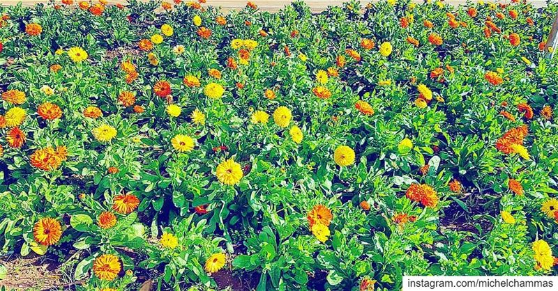  Lebanon  Balamand  University  Flowers  Colors ... (University of Balamand - UOB)