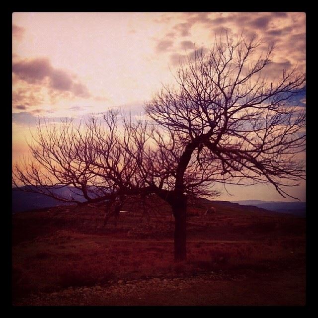  lebanon  bekich  amazing  cloudy  sunset   tree ...