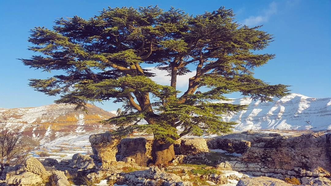  Lebanon  cedar  photography  mountain  nature  picturesque  beirut  tree ...
