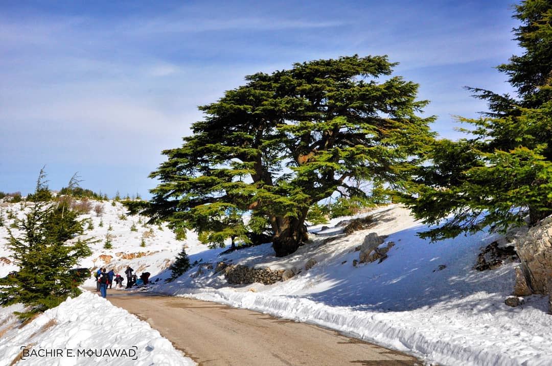  lebanon  cedars  happyindependanceday  independanceday  snow ...