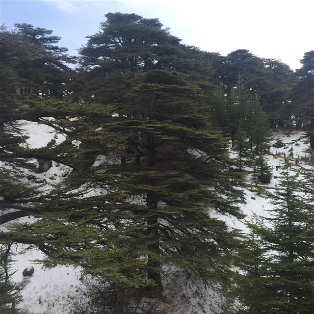  lebanon  cedars  mountains  snow  trees  nature  naturephotography ... (Cedars of God)