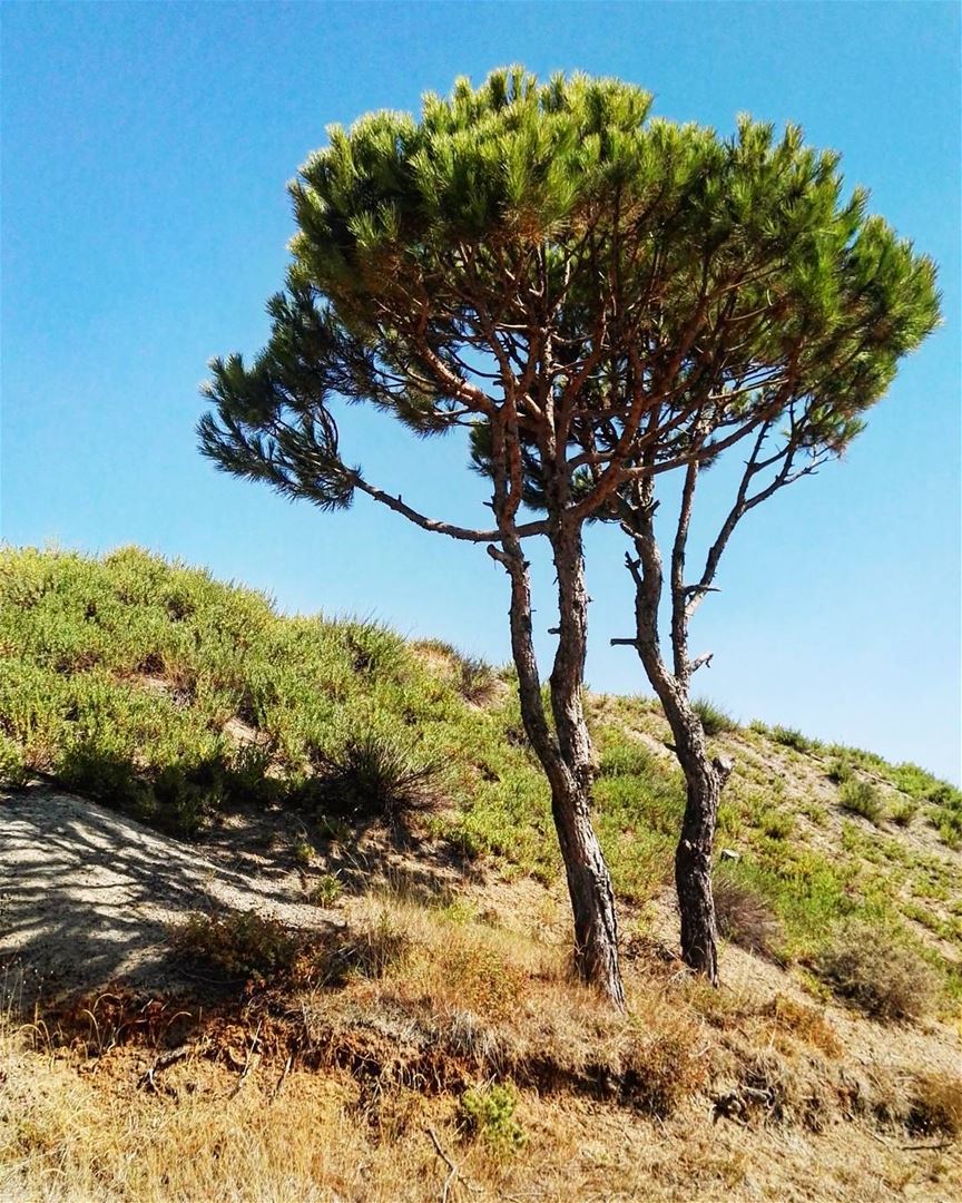  lebanon  lebanese  mountains  mountlebanon  love  nature  pinetree ... (Mount Lebanon Governorate)