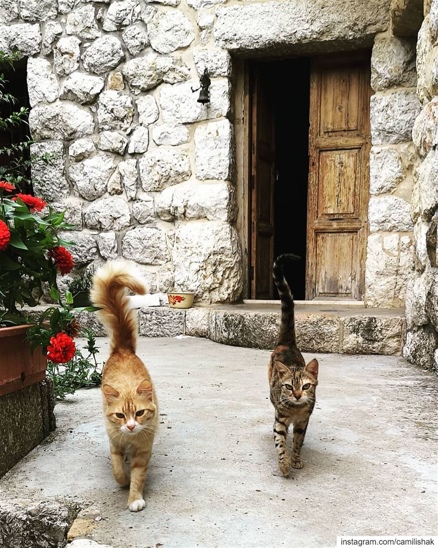  lebanon livelovebeirut mountlebanon mountains animals cat cats catwalk... (Aramoun Kesrouan Village)