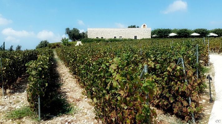  lebanon  livelovelebanon  ixsir  winery  batroun  whatsuplebanon ...