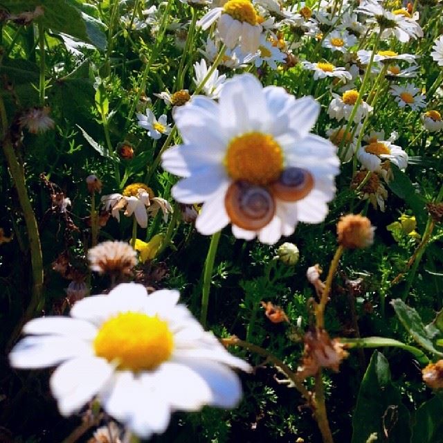  Lebanon  maasserbeiteldine  garden  daisy  snail  spring spirit  beauty...