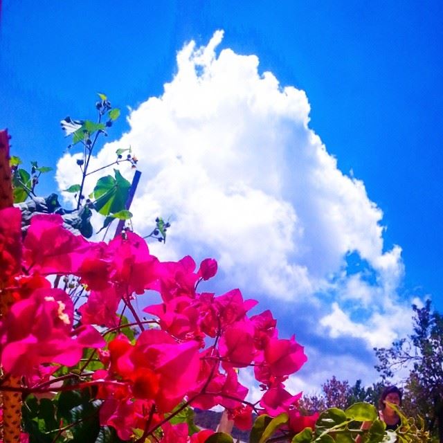  lebanon  maasserbeiteldine  home  garden  blue  sky  sun  pink ...