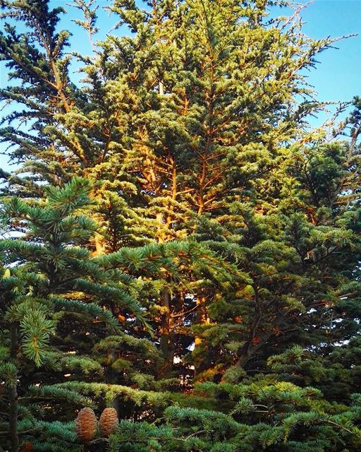  lebanon  nature  cedar  cedartree  trees  green  love  summer ... (Mount Lebanon Governorate)