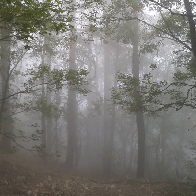👻 🎃 lebanon  naturelovers  forest  fog  trees  scary  spooky  hiking ...