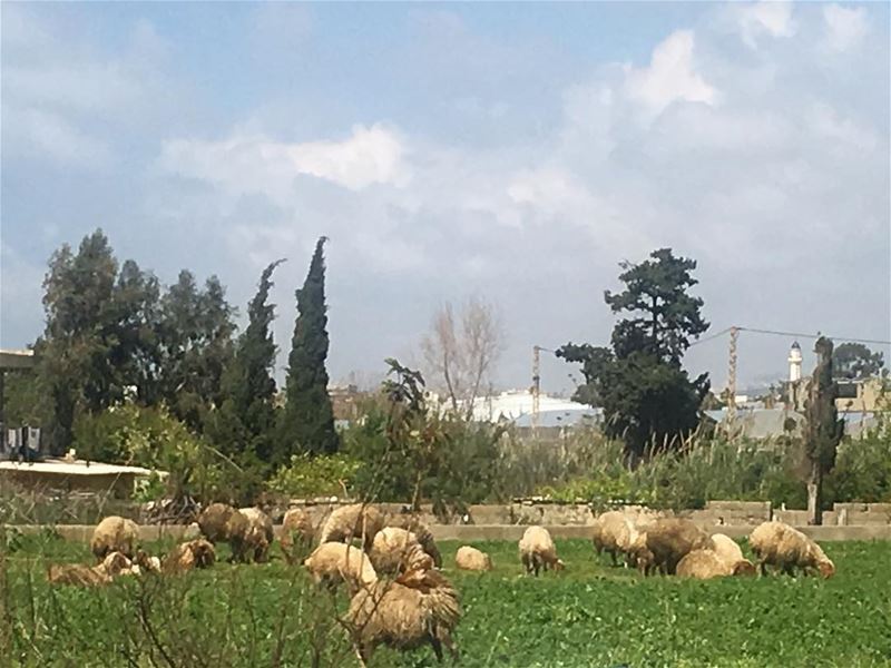  lebanon saida saynik beautiful herd of  sheep  field  nature  instanature... (Saynik)