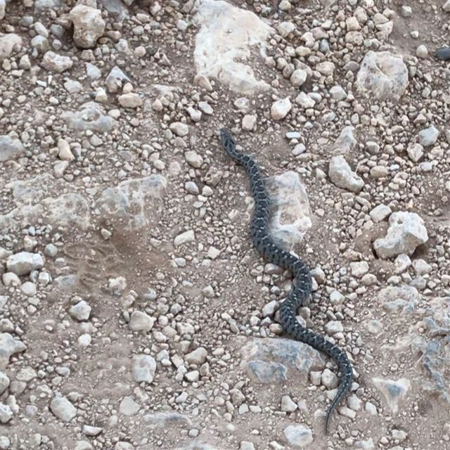Lebanon viper: A venomous snake, the Lebanon viper (Montivipera... (Hermel)