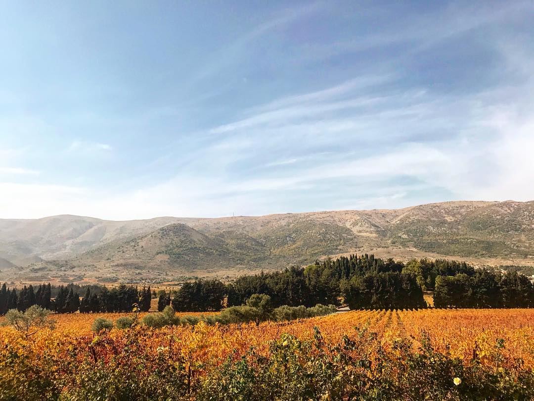 🍂 🍇 ✨  lebanonlove  autumncolors ... (Beqaa Governorate)