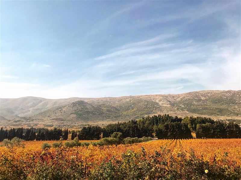🍂 🍇 ✨  lebanonlove  autumncolors ... (Beqaa Governorate)