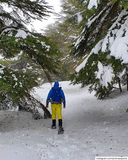 Let it snow 🍃💕.🌲🌲🌲🌲🌲🌲🌲🌲🌲🌲🌲🌲🌲🌲. promaxsports ... (Hadath El-Jubbah, Liban-Nord, Lebanon)