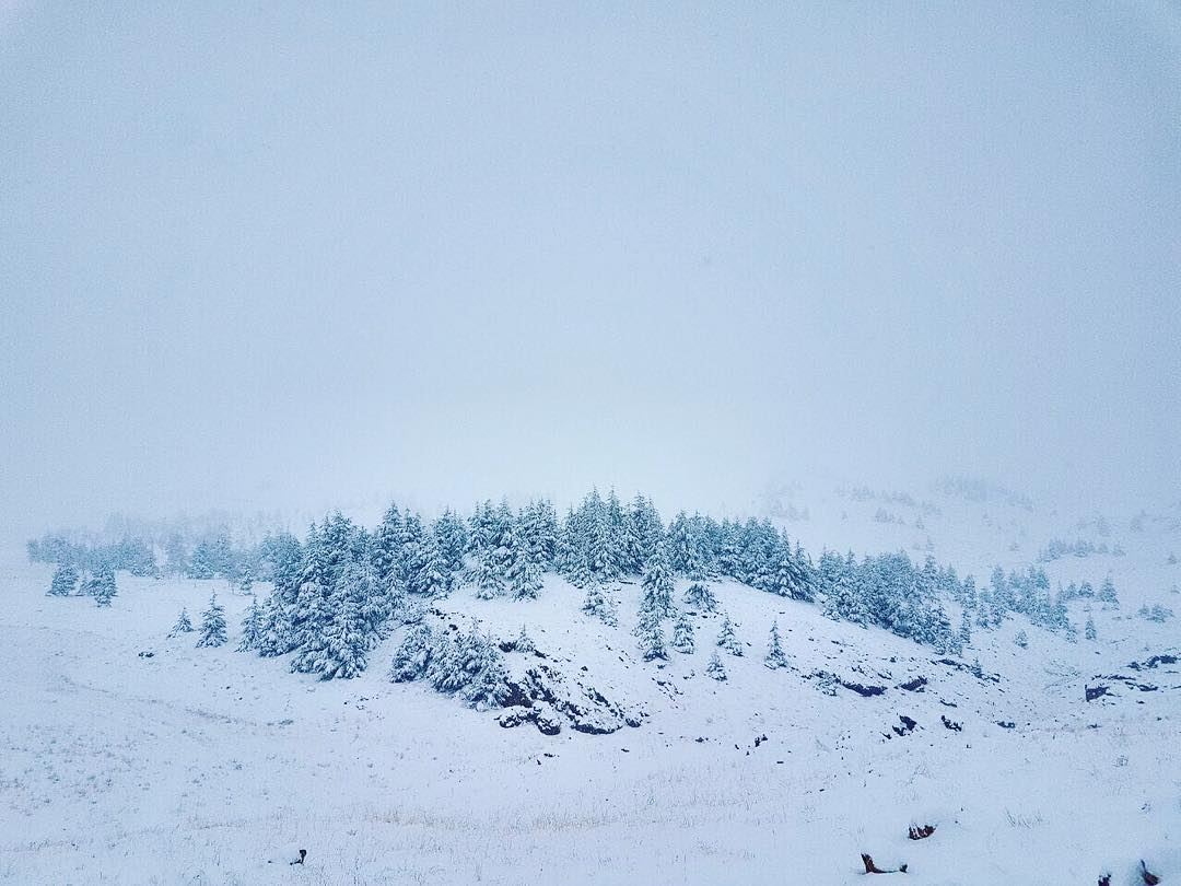 Let it Snow ❄️❄️❄️ ...... cedarsoflebanon  cedarsofgod  winter ... (Cedars of God)
