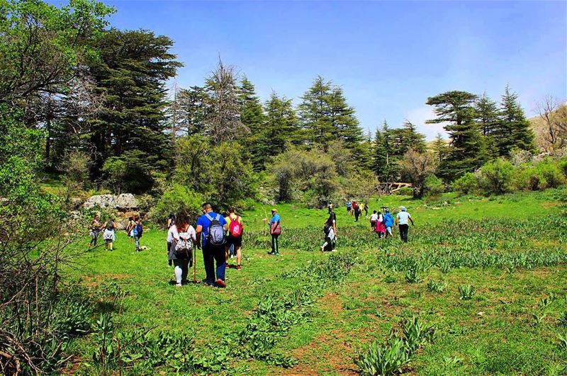 LET'S FIND SOME BEAUTIFUL PLACE TO GET LOST 🌲🌾👣🍃 ... (Horsh Ehden Nature Reserve)