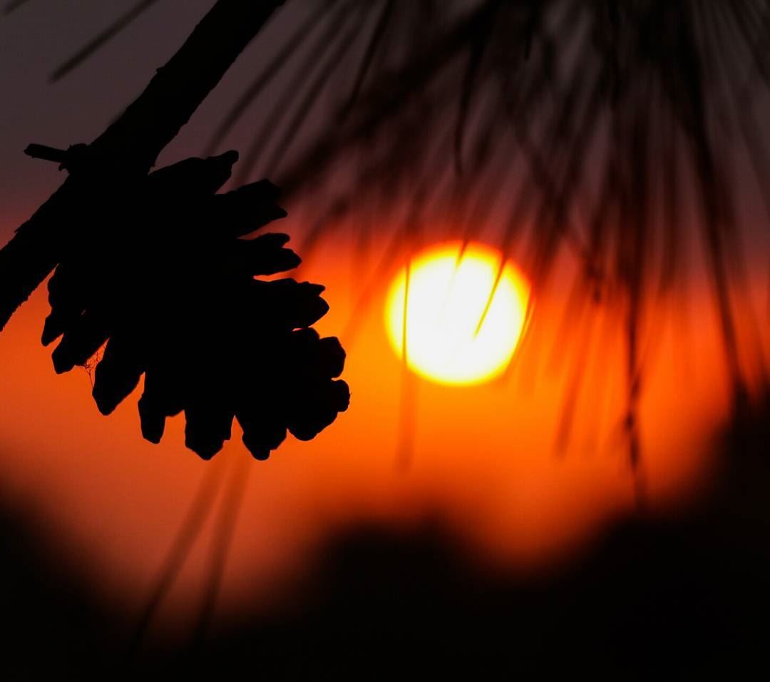 Let's pause the time here .  lebanon  Dalhoun  sunset  pinetree  orange...
