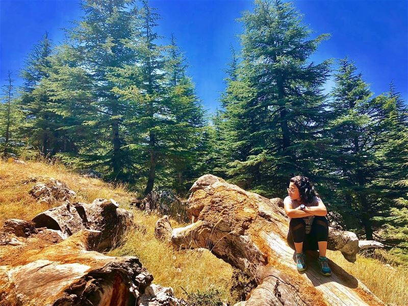 Let's take our heart for a walk in the woods & listen to the magic... (The Cedars of Lebanon)